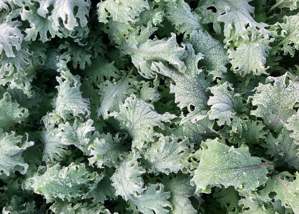 Sarah's Harvest frosty kale