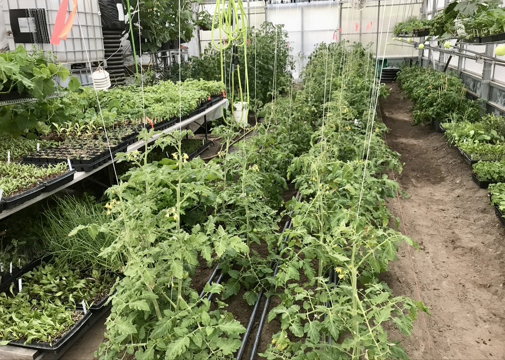 Passive Solar Greenhouse – Sarah's Harvest – Market Garden